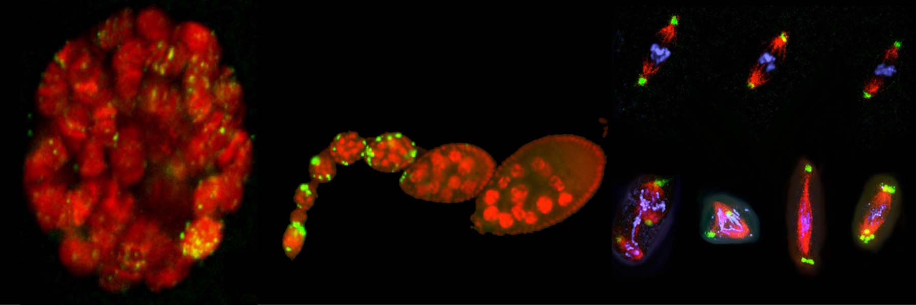 Drosophila DNA damage, apoptosis and chromosome instability.